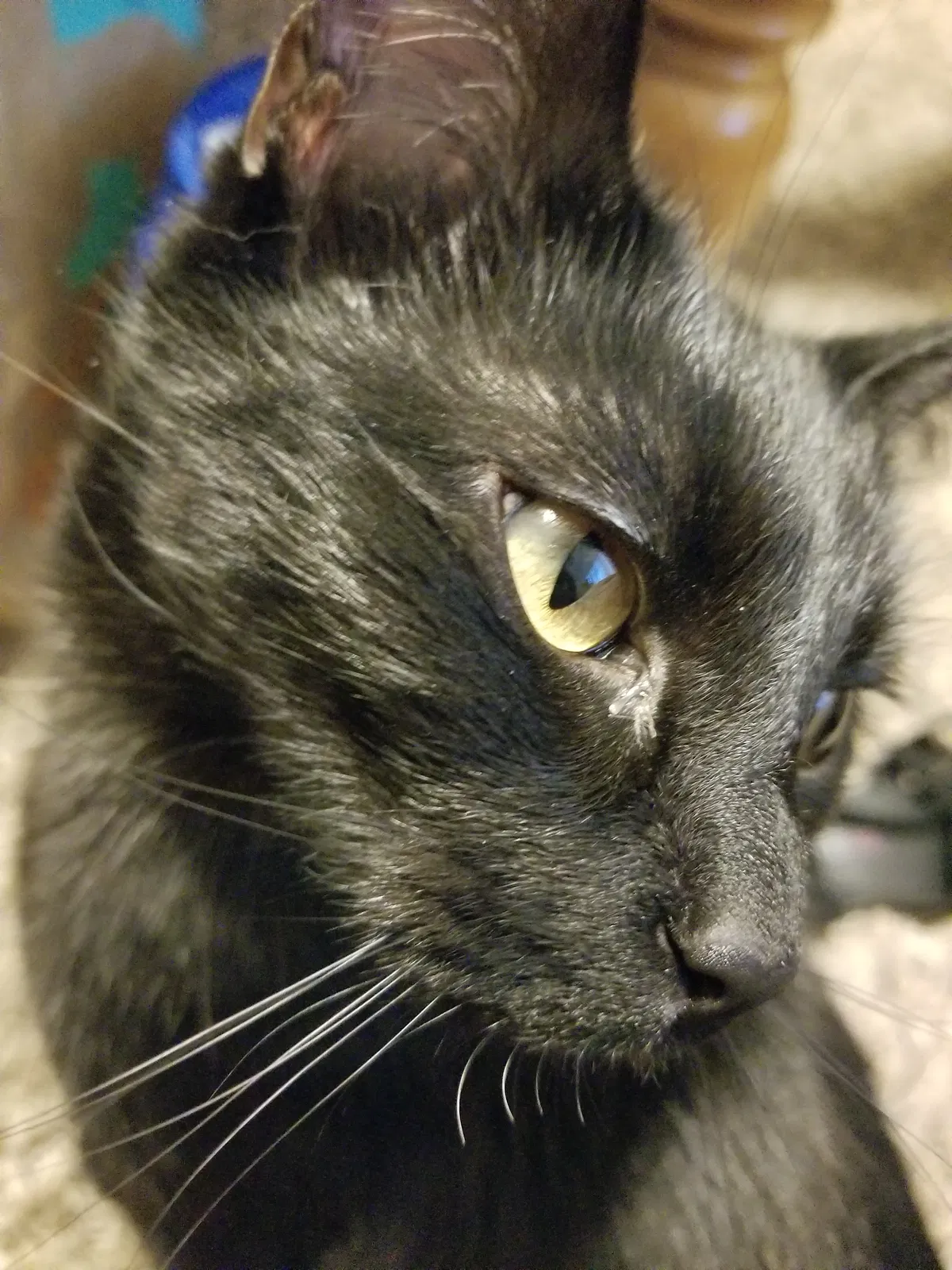 Found cat in Pleasant Grove, UT, 84062