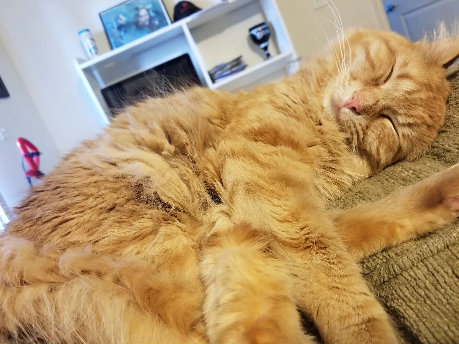 Found cat in Pleasant Grove, UT, 84062