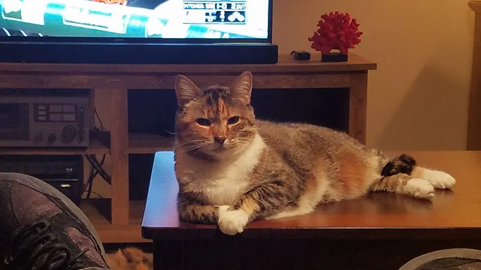 Found cat in Nottingham, MD, 21236