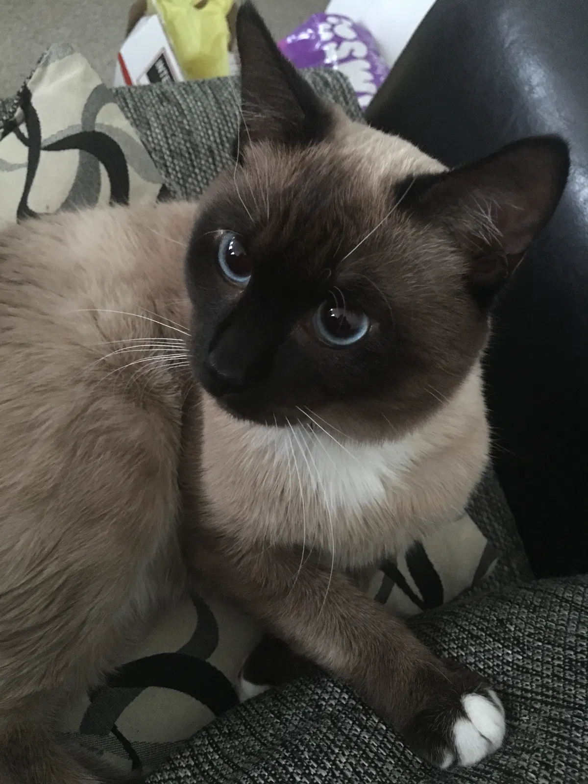 Found cat in Boynton Beach, FL, 33437