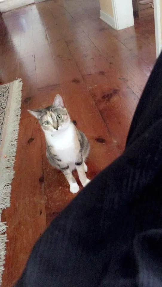 Found cat in York Springs, PA, 17372