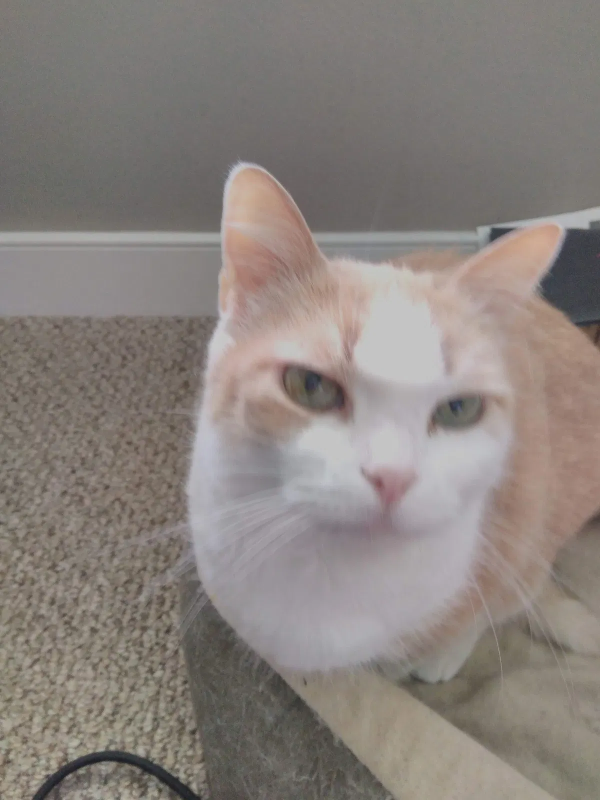 Found cat in Baltimore, MD, 21201