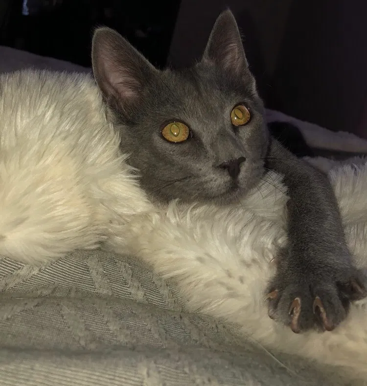 Found cat in Spring, TX, 77389