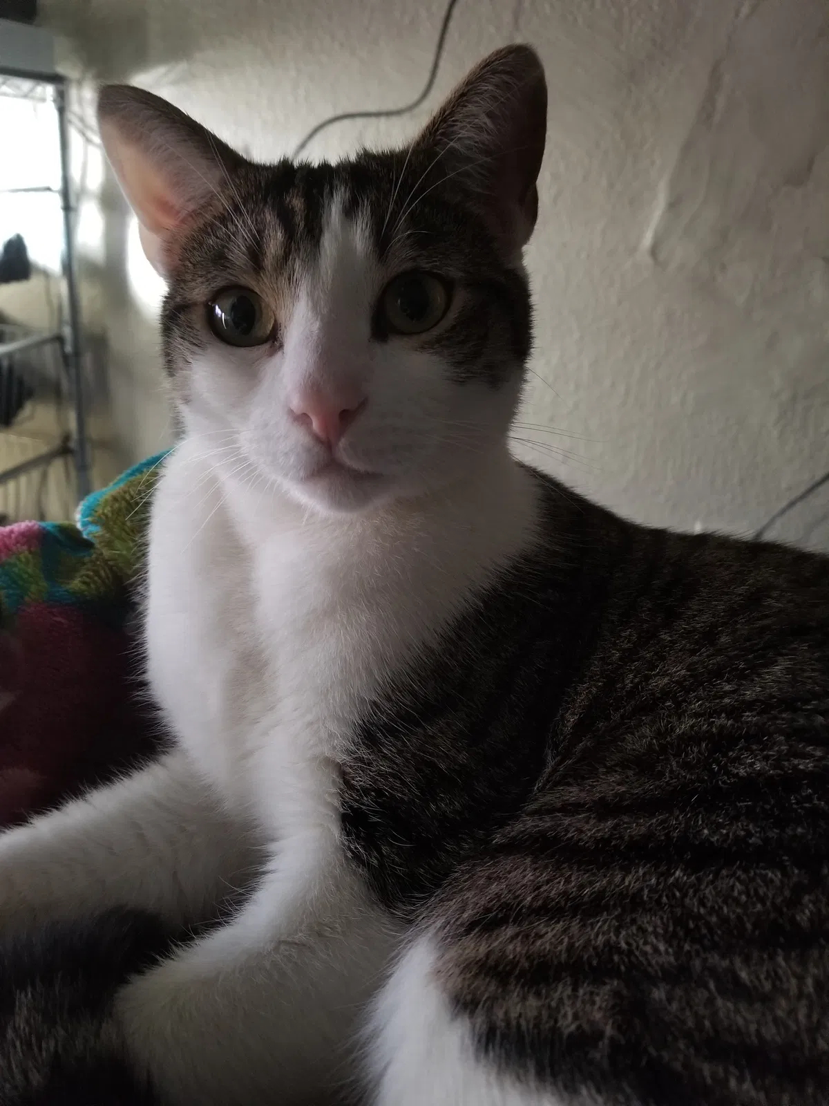 Found cat in Long Beach, CA, 90813