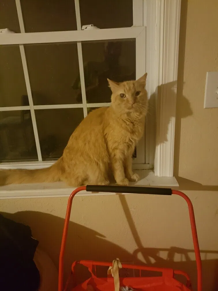 Found cat in Virginia Beach, VA, 23452