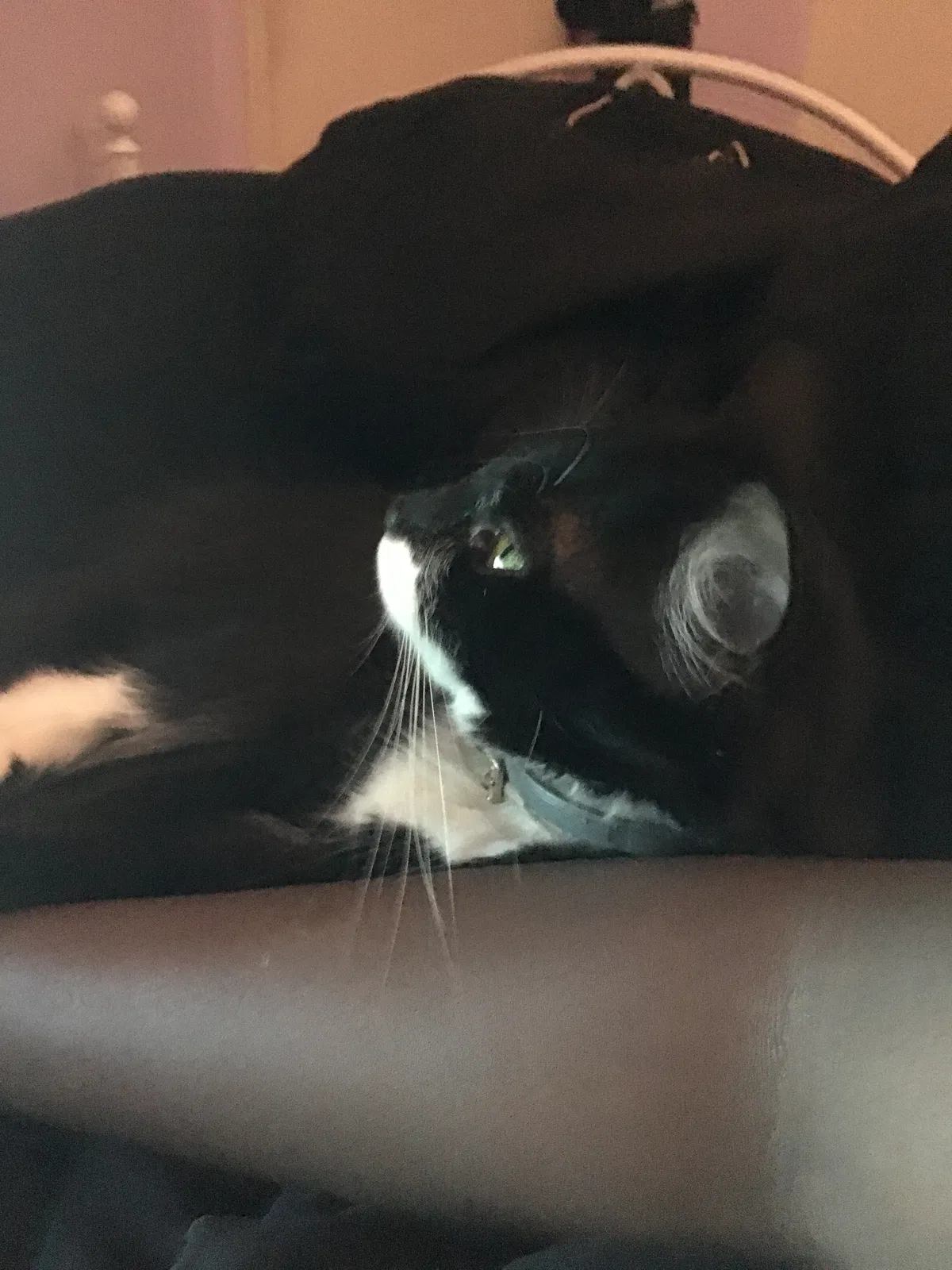 Found cat in Rochester, NY, 14624