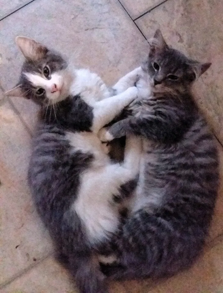 Found cat in Berlin, MD, 21811