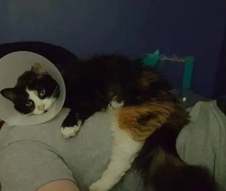 Lost cat in Topeka, KS, 66604