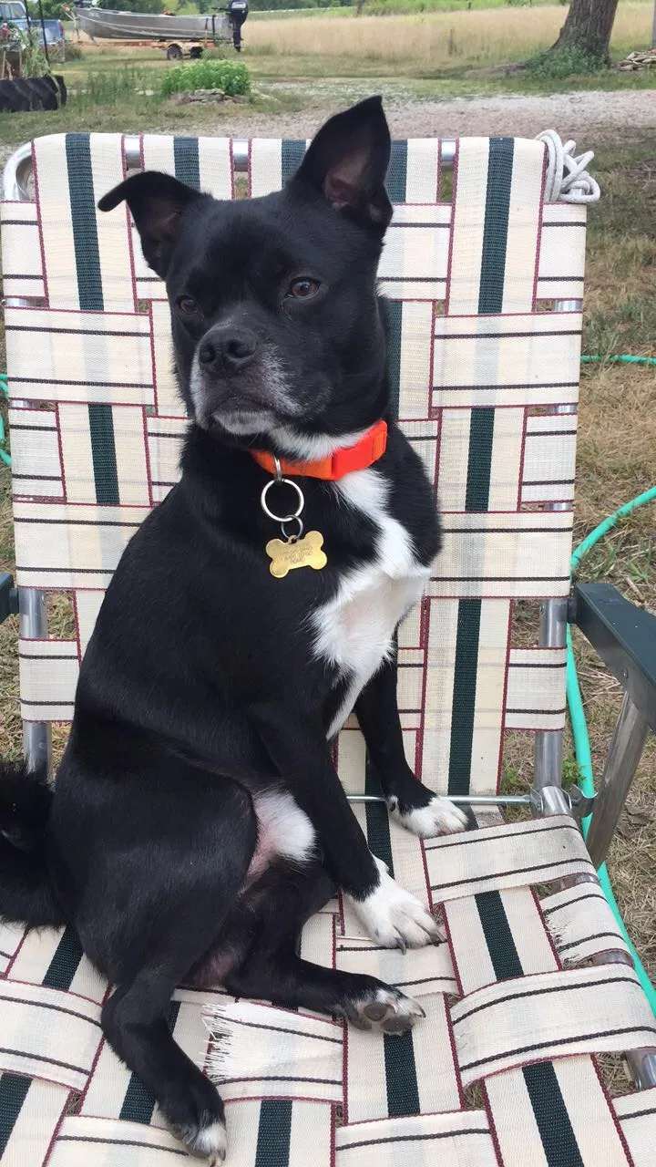 Lost dog in Lebo, KS, 66856