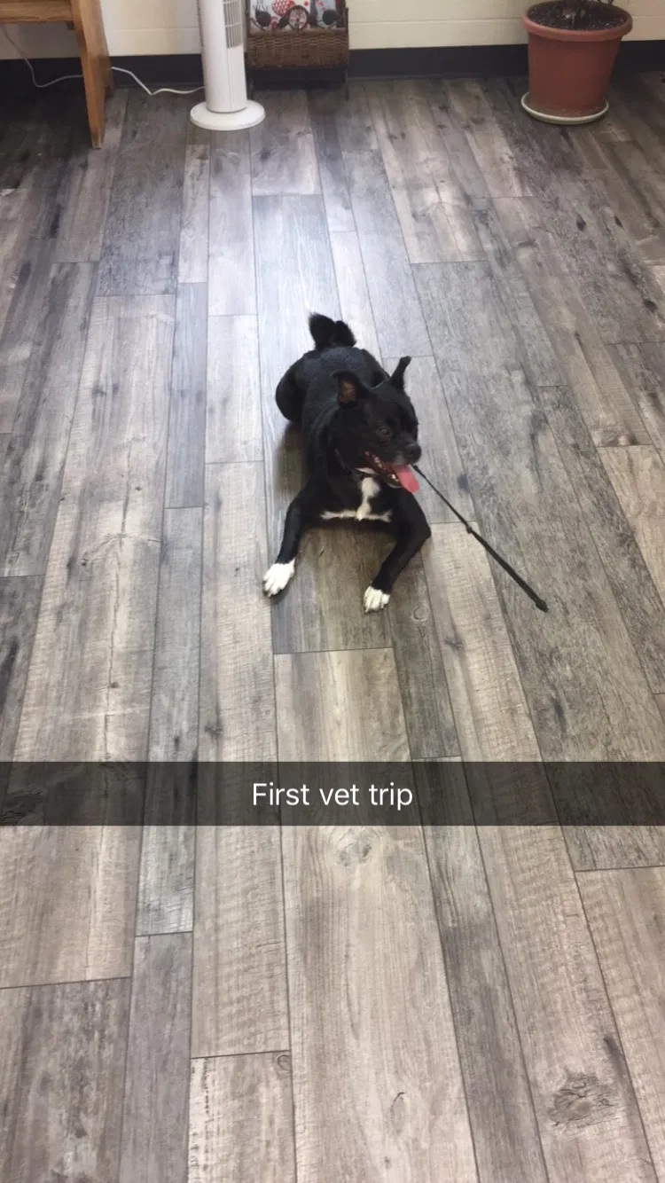 Lost dog in Lebo, KS, 66856