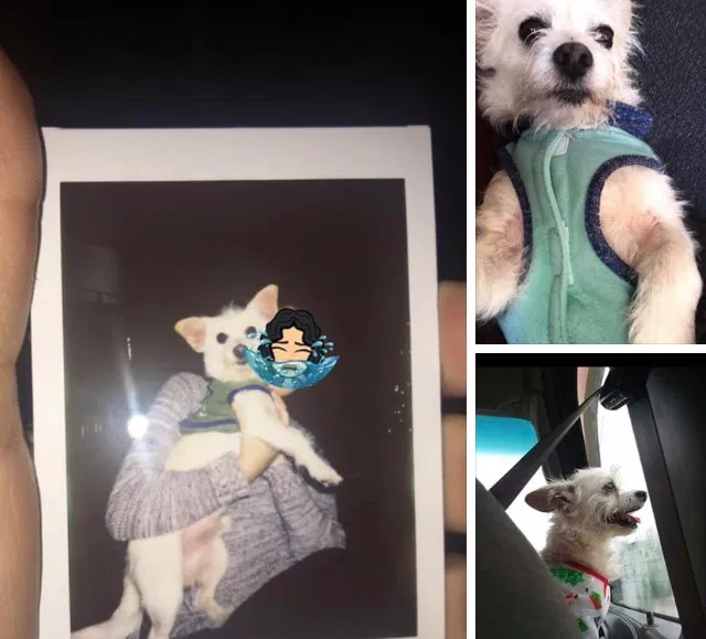 Lost dog in Indianapolis, IN, 46219