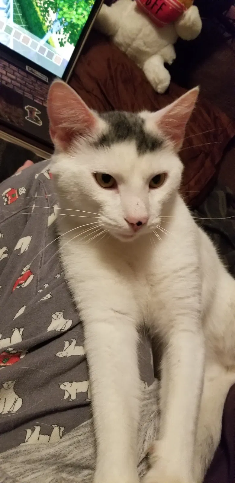 Lost cat in Columbia, SC, 29201