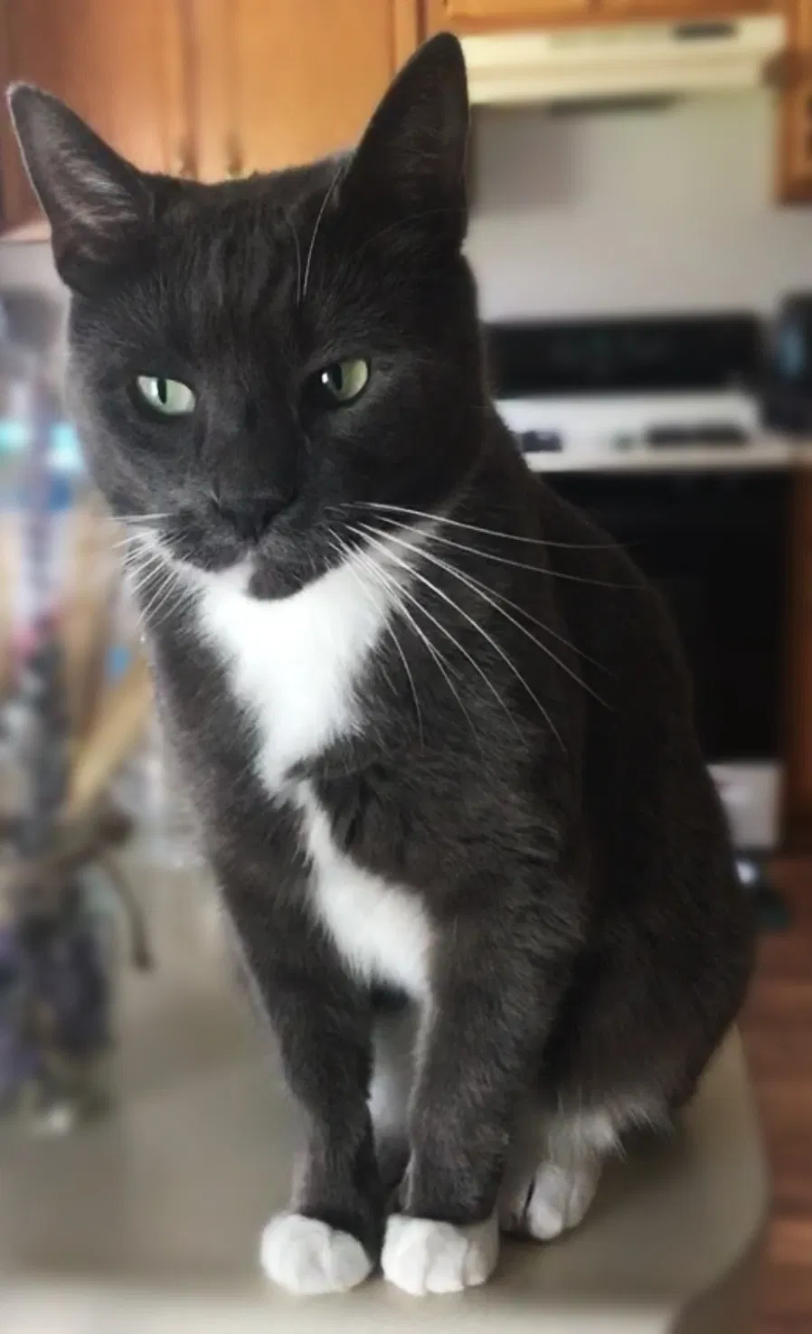 Lost cat in Marietta, OH, 45750