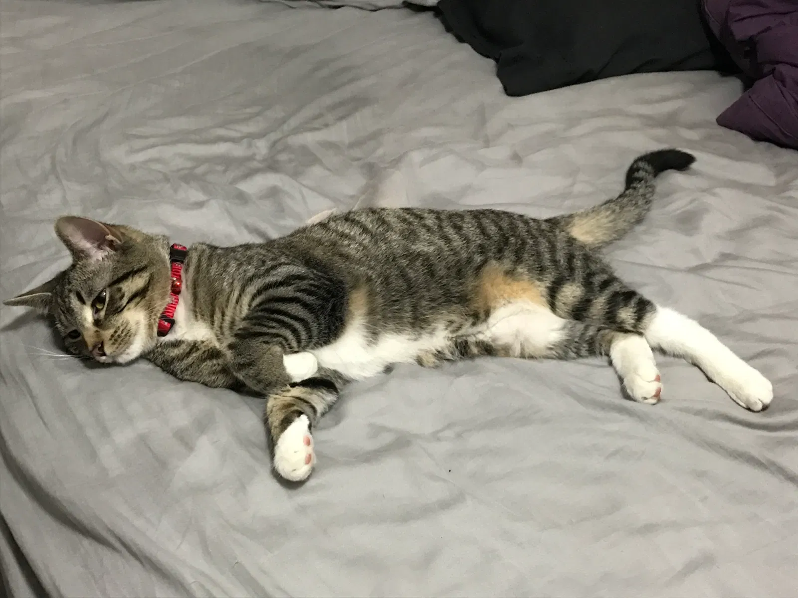 Lost cat in Thiensville, WI, 53092