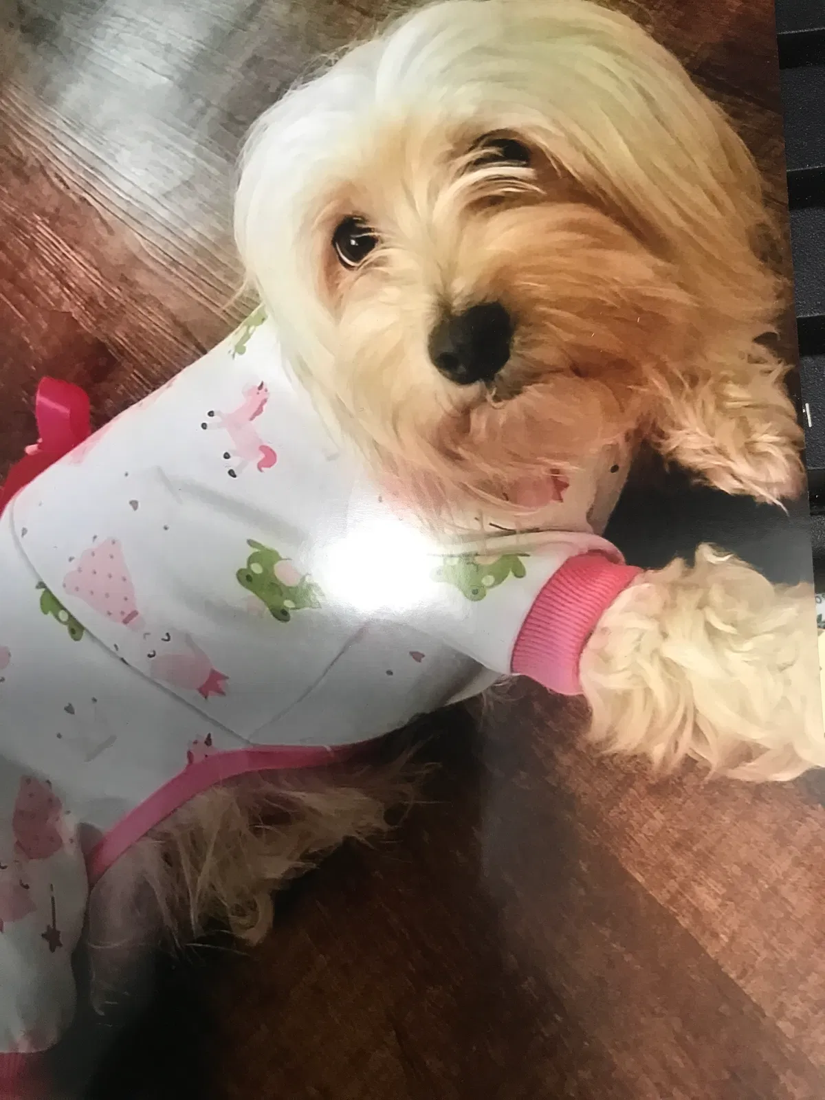 Lost dog in Indianapolis, IN, 46222