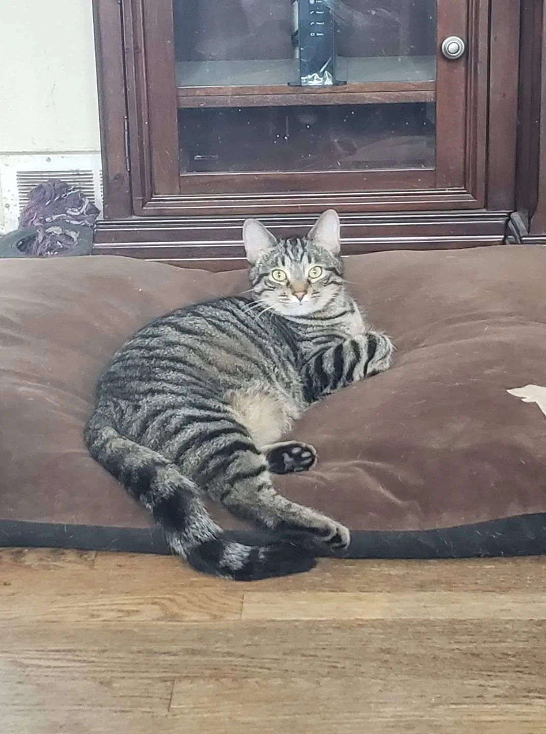 Lost cat in Neenah, WI, 54956