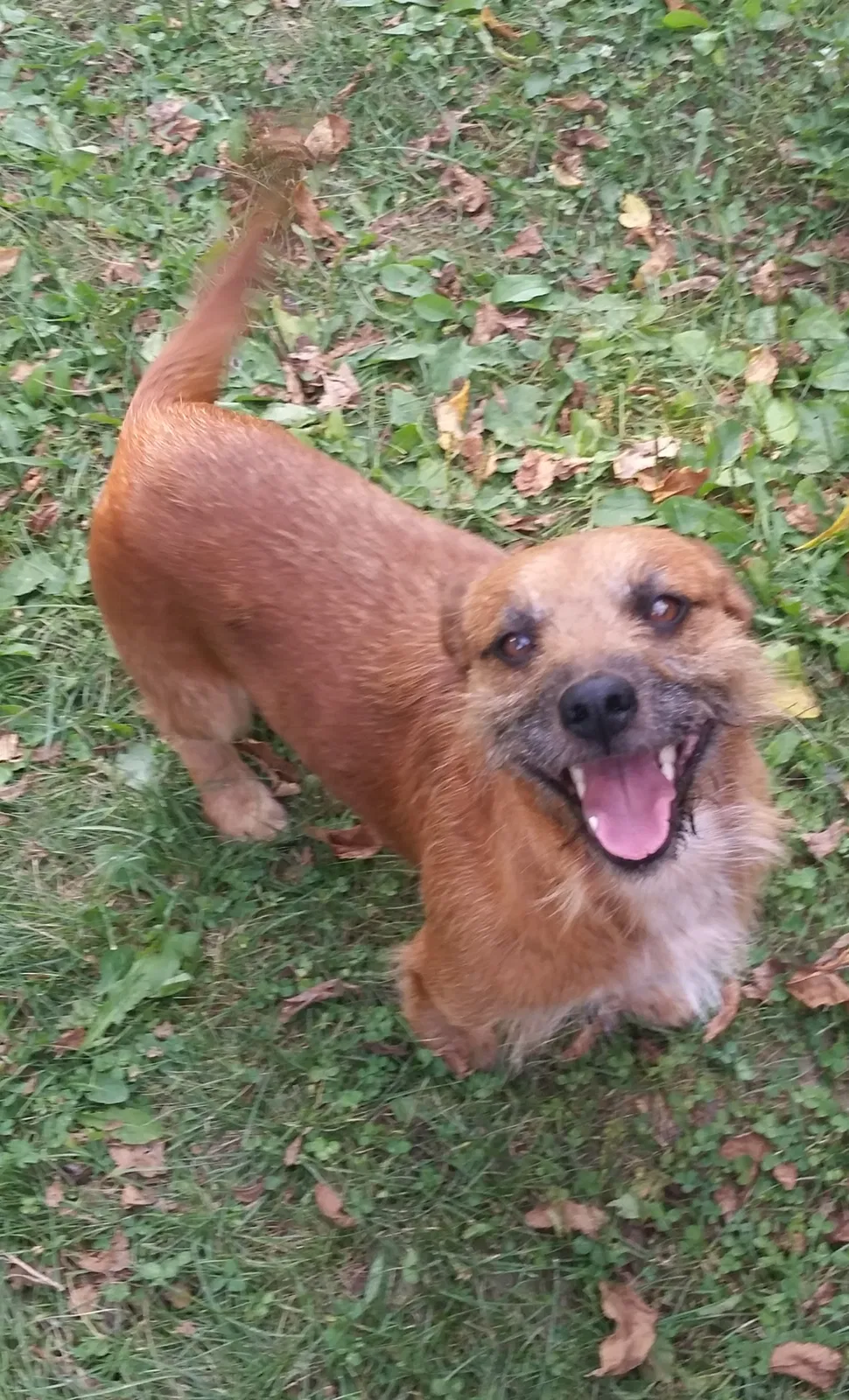 Lost dog in Indianapolis, IN, 46218