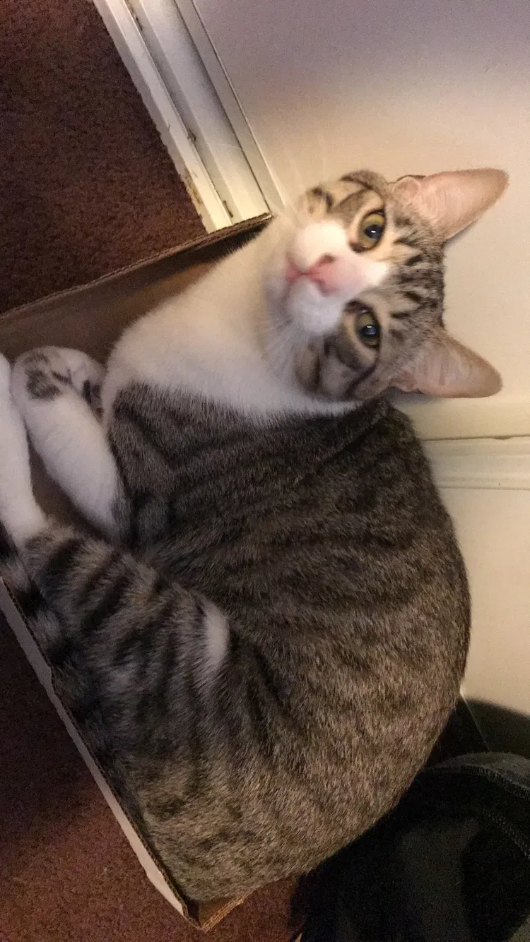 Lost cat in Fremont, CA, 94536