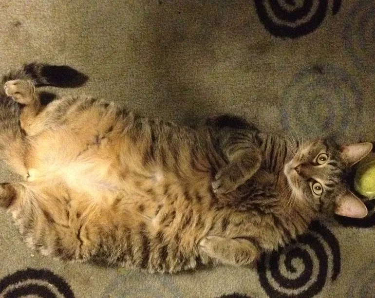 Lost cat in Chattanooga, TN, 37411