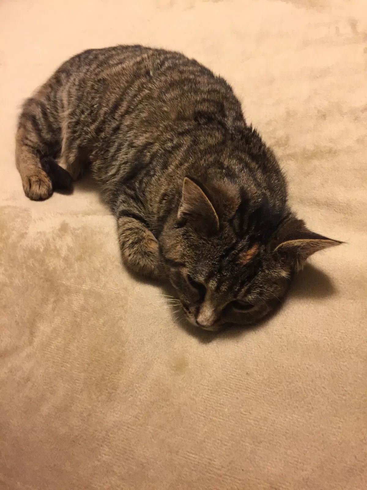 Lost cat in Thiensville, WI, 53092