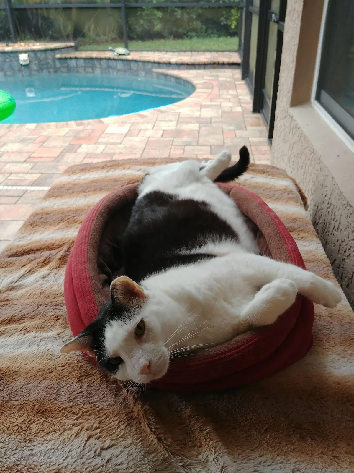 Lost cat in Casselberry, FL, 32707