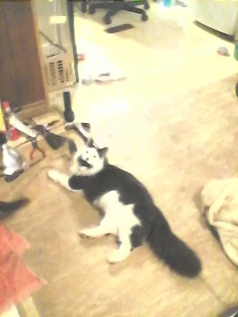 Lost cat in Kansas City, KS, 66106