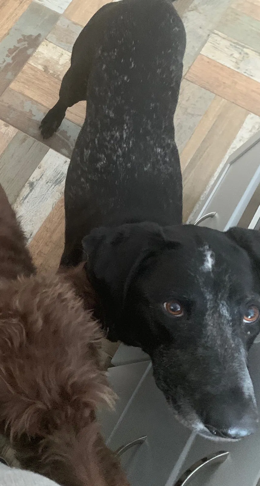 Lost dog in Lansing, MI, 48917