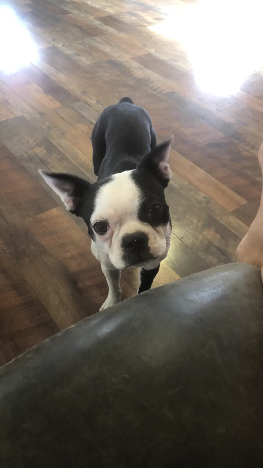 Lost dog in De Graff, OH, 43318