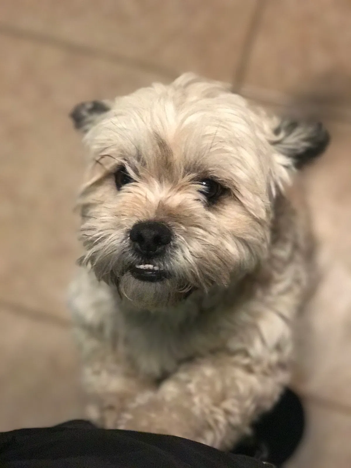 Lost dog in Vallejo, CA, 94589