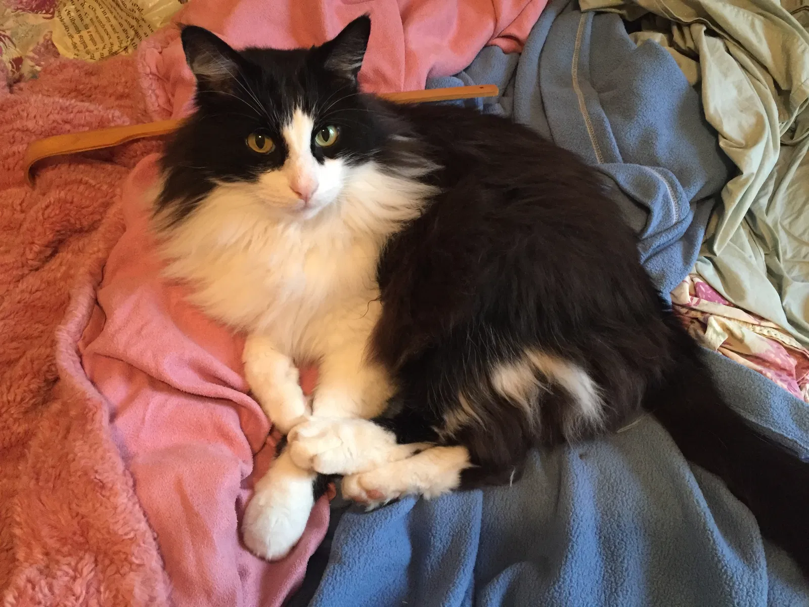 Lost cat in Dallas, TX, 75287