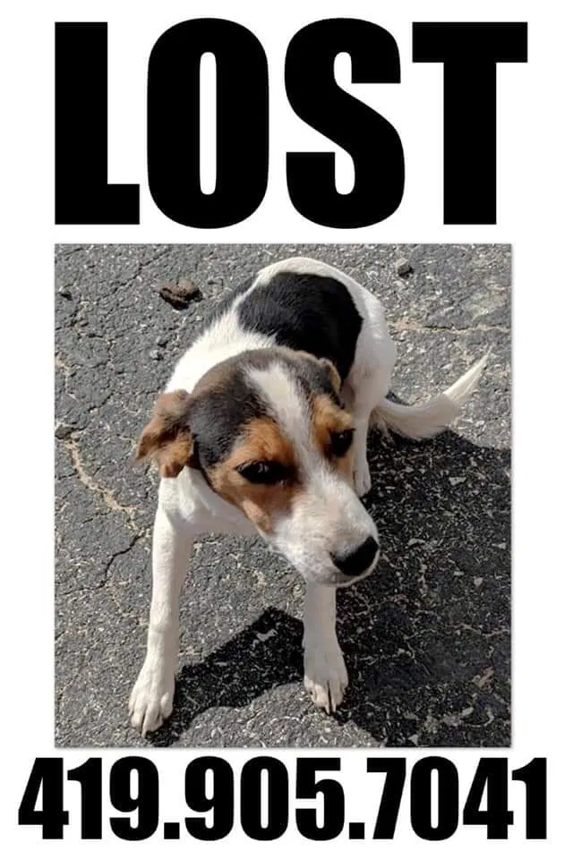 Lost dog in Washington, PA, 15301