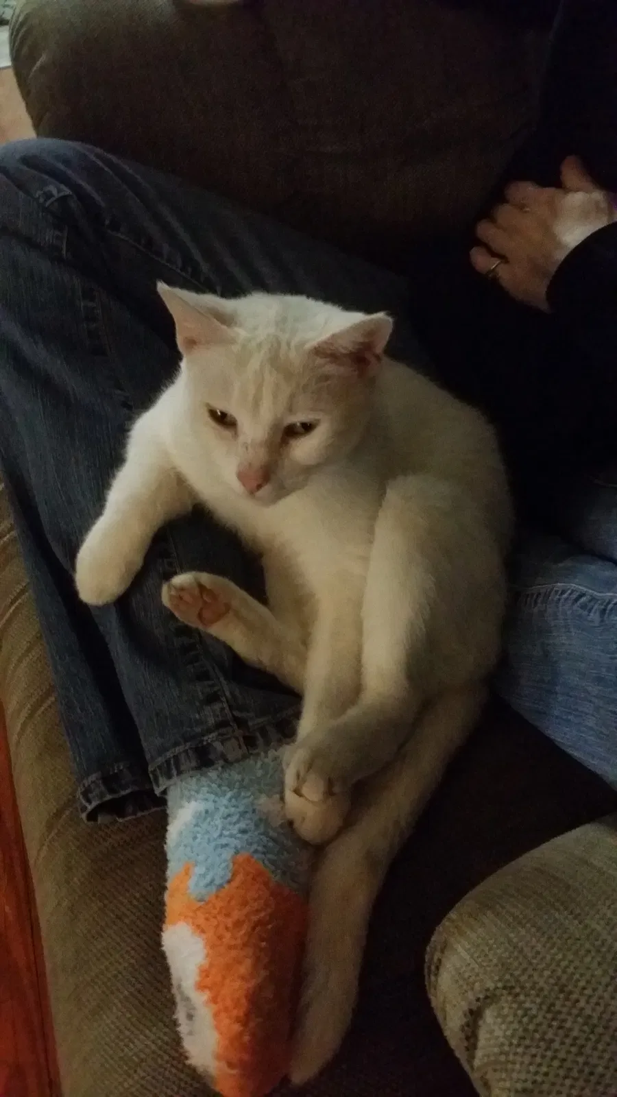 Lost cat in Belleview, FL, 34420