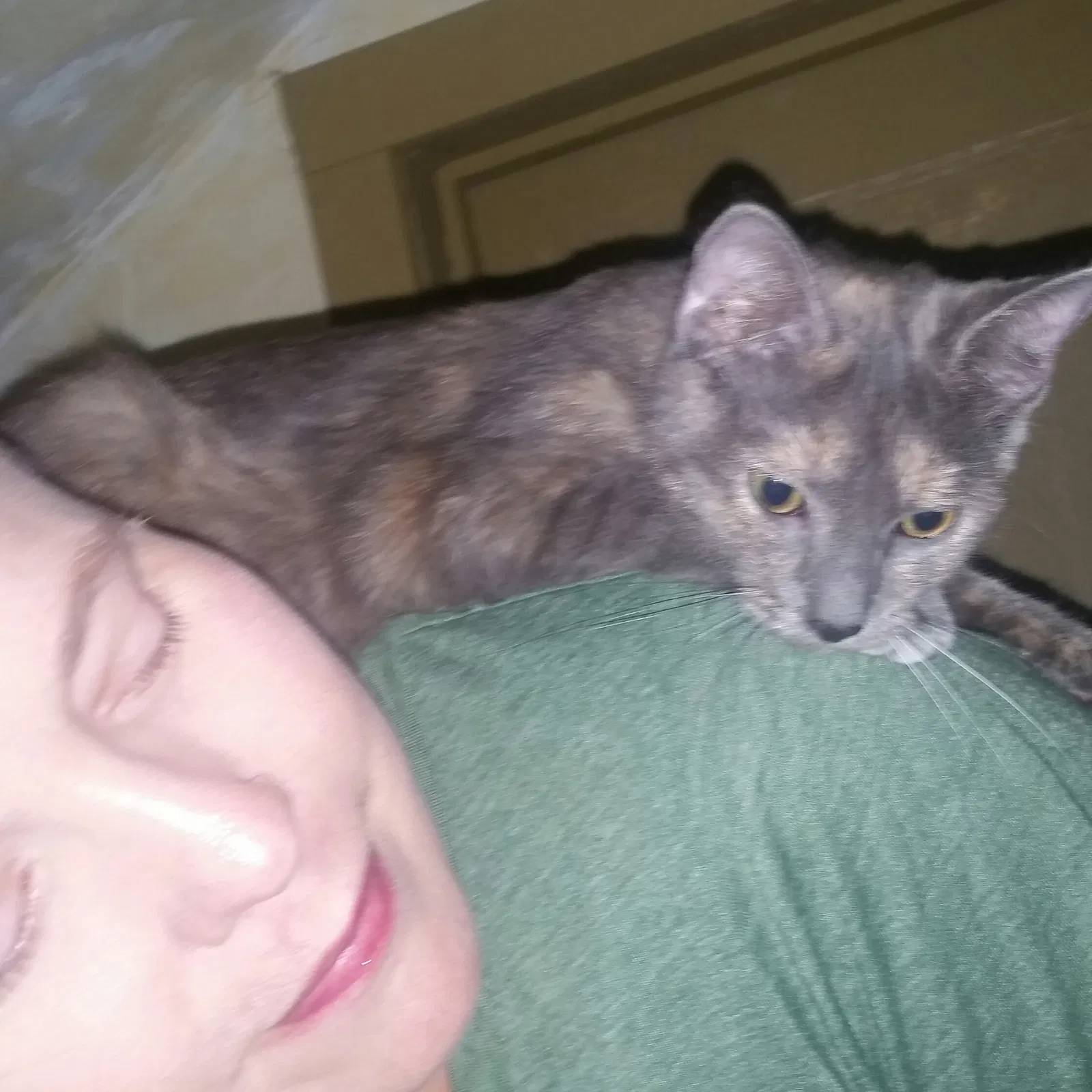 Lost cat in Knoxville, TN, 37918