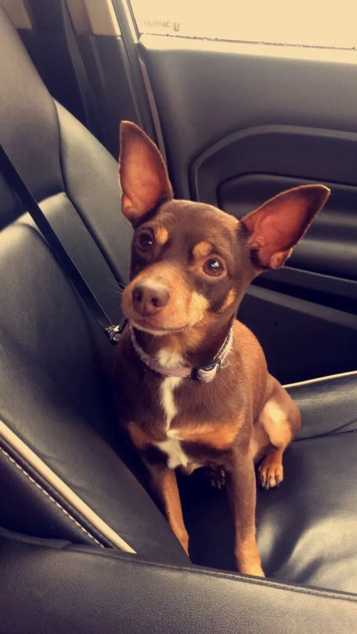 Lost dog in Mc Daniels, KY, 40152