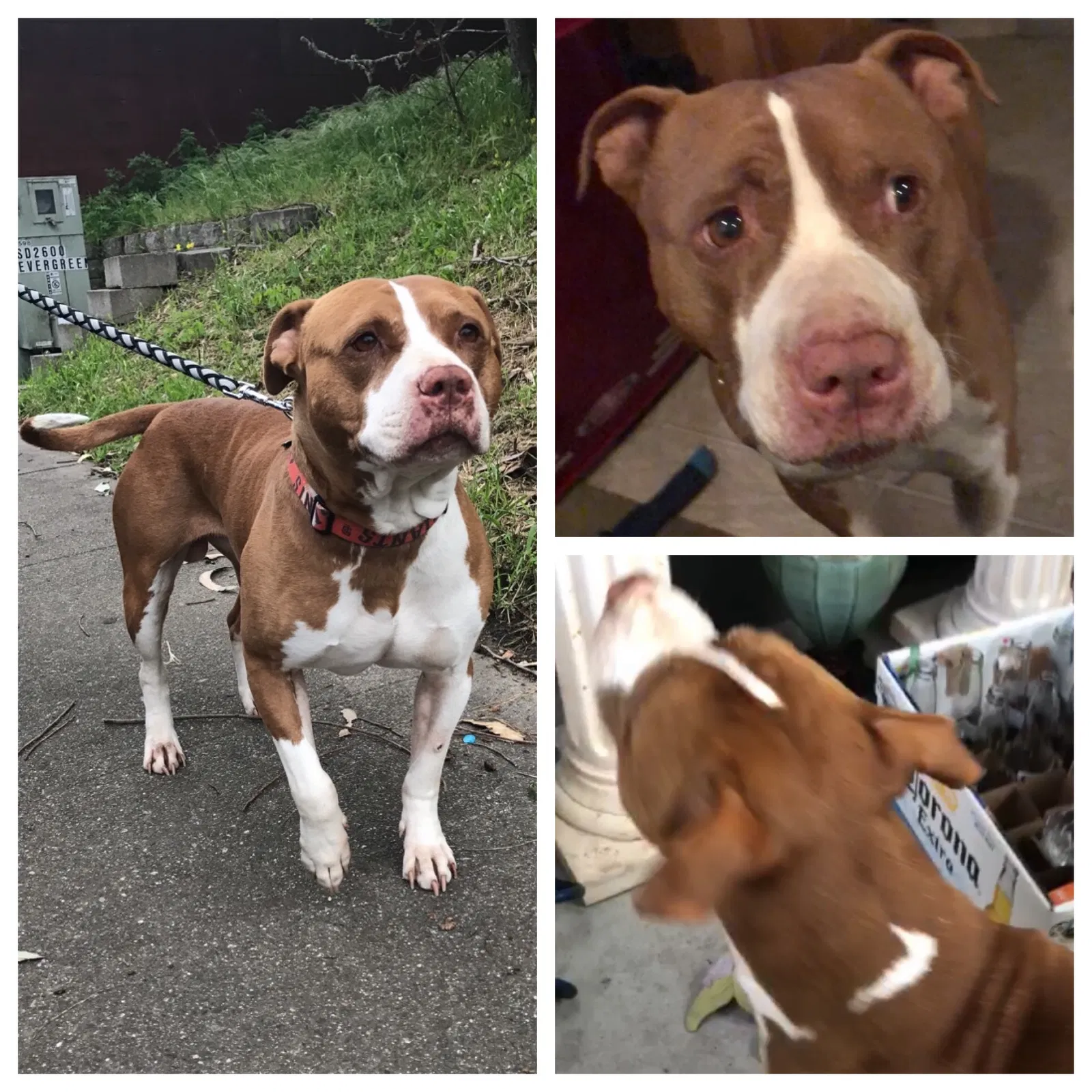 Lost dog in San Mateo, CA, 94403