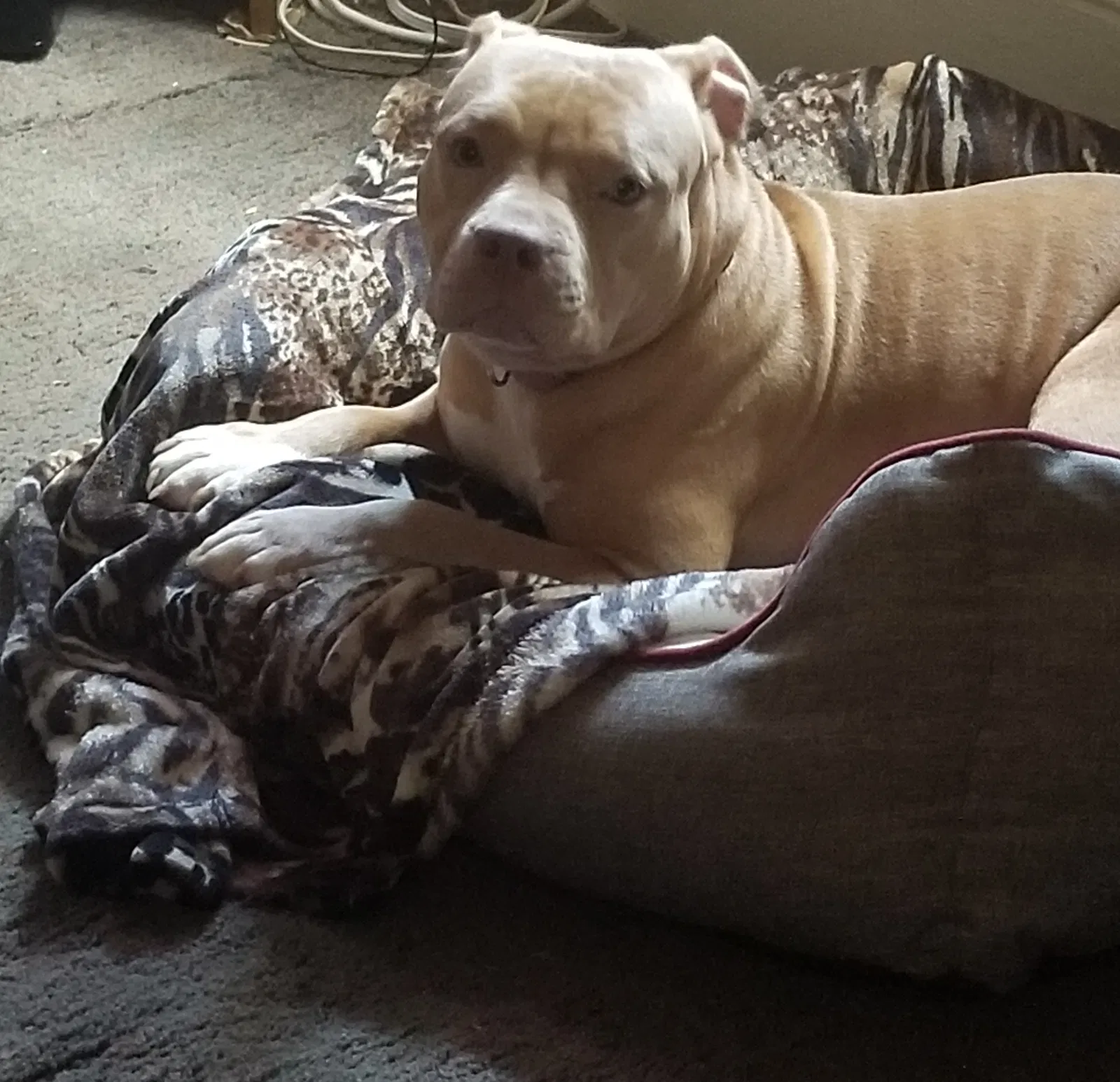 Lost dog in Goldsboro, NC, 27530