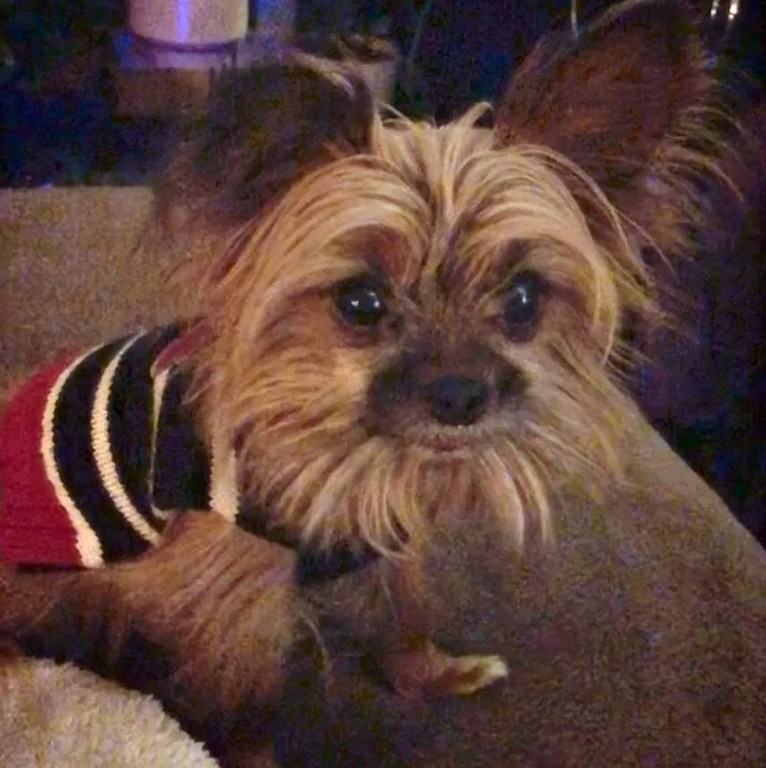 Lost dog in Indianapolis, IN, 46235