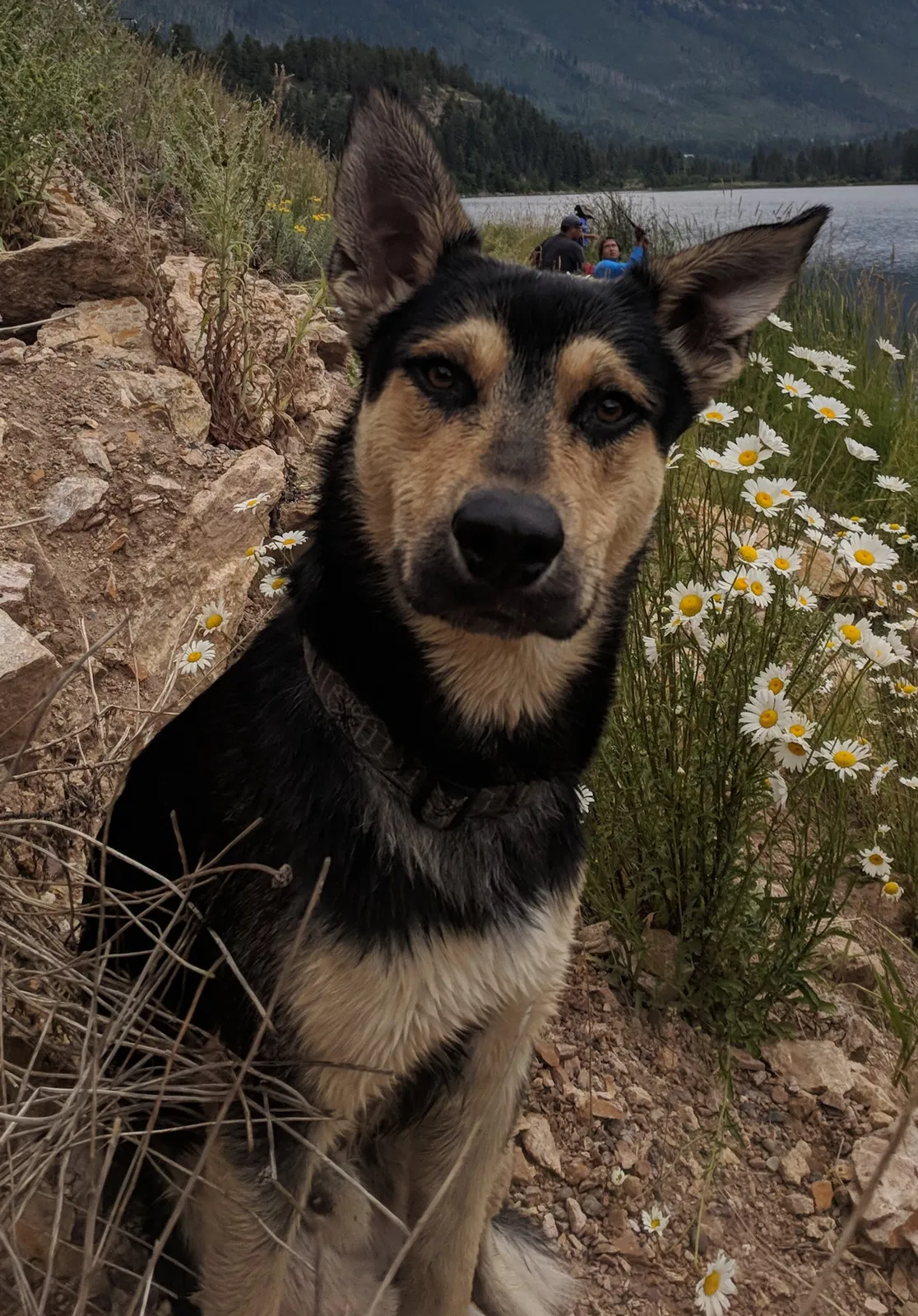 Lost dog in Durango, CO, 81301