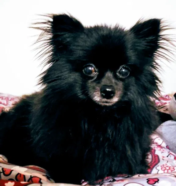 Lost dog in Waukegan, IL, 60085