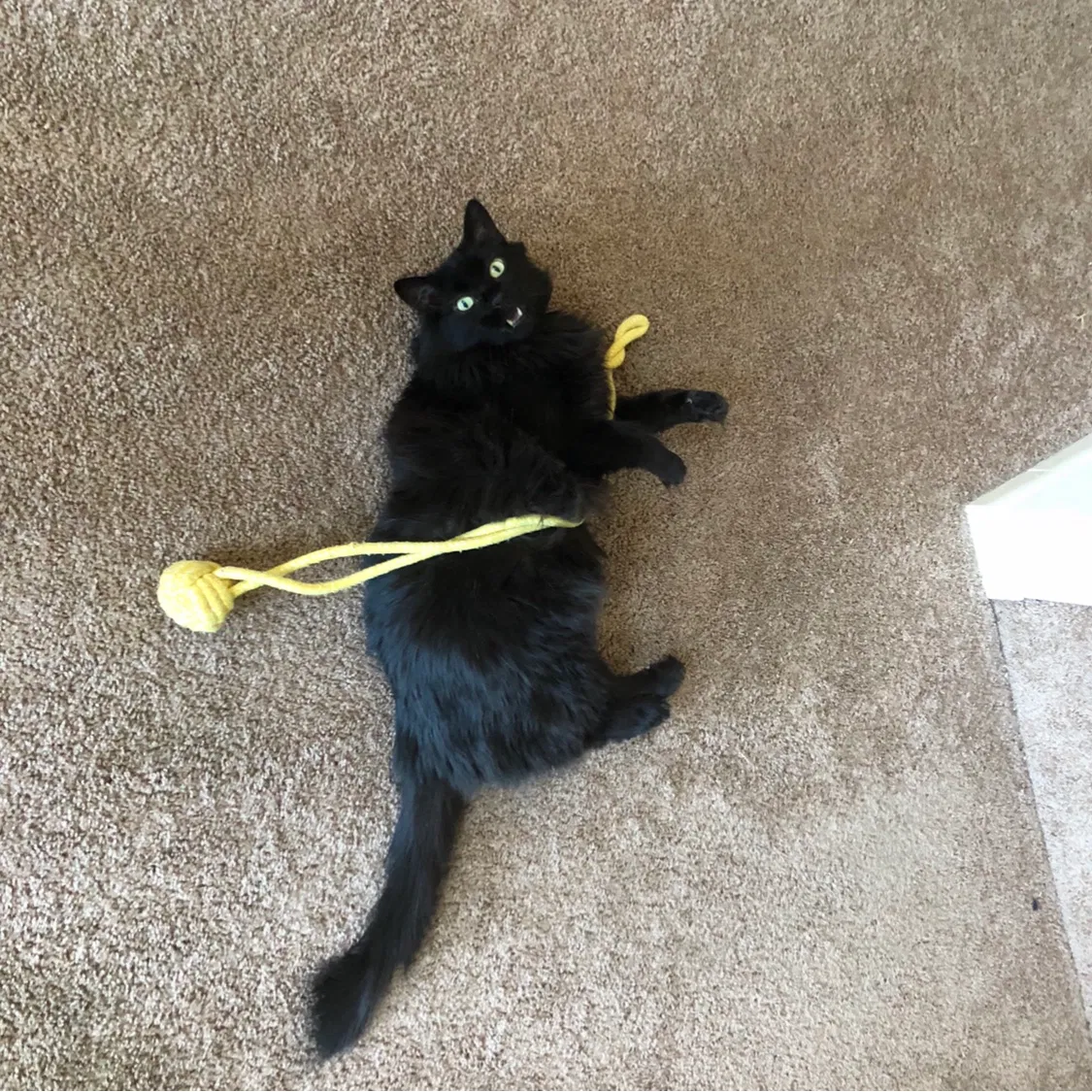 Lost cat in Seattle, WA, 98155
