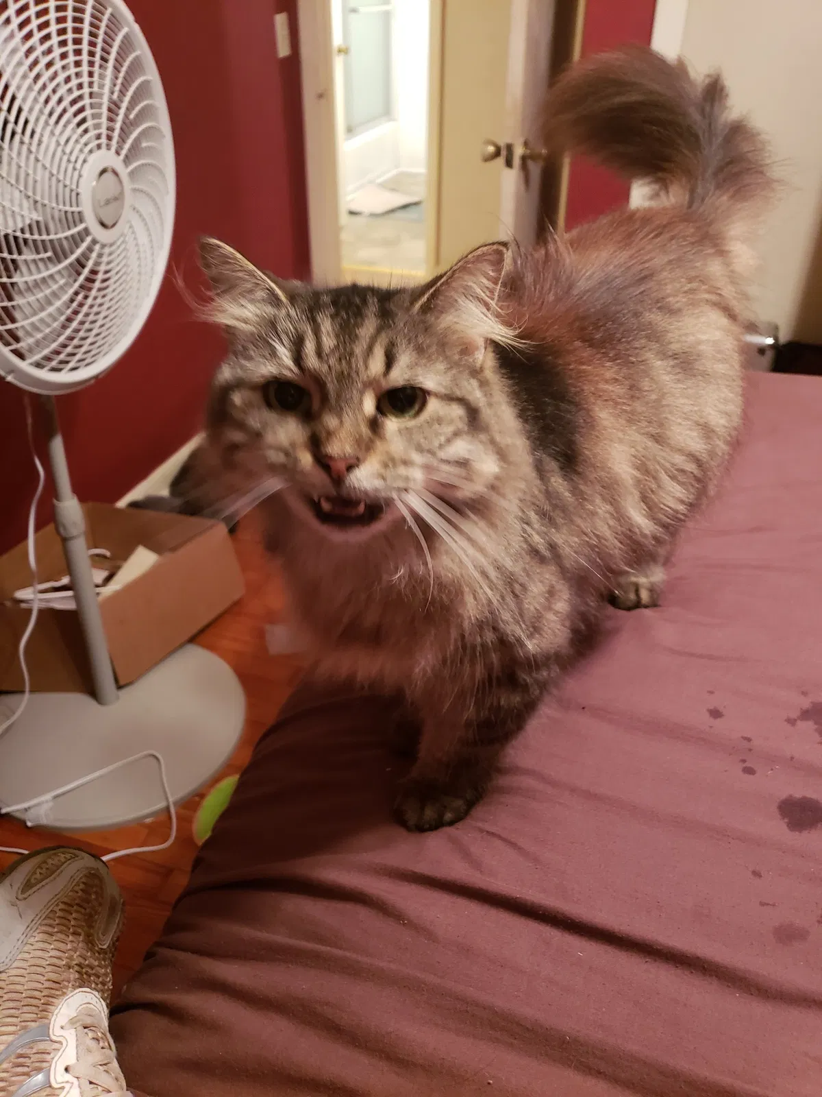 Lost cat in Calhoun, GA, 30701