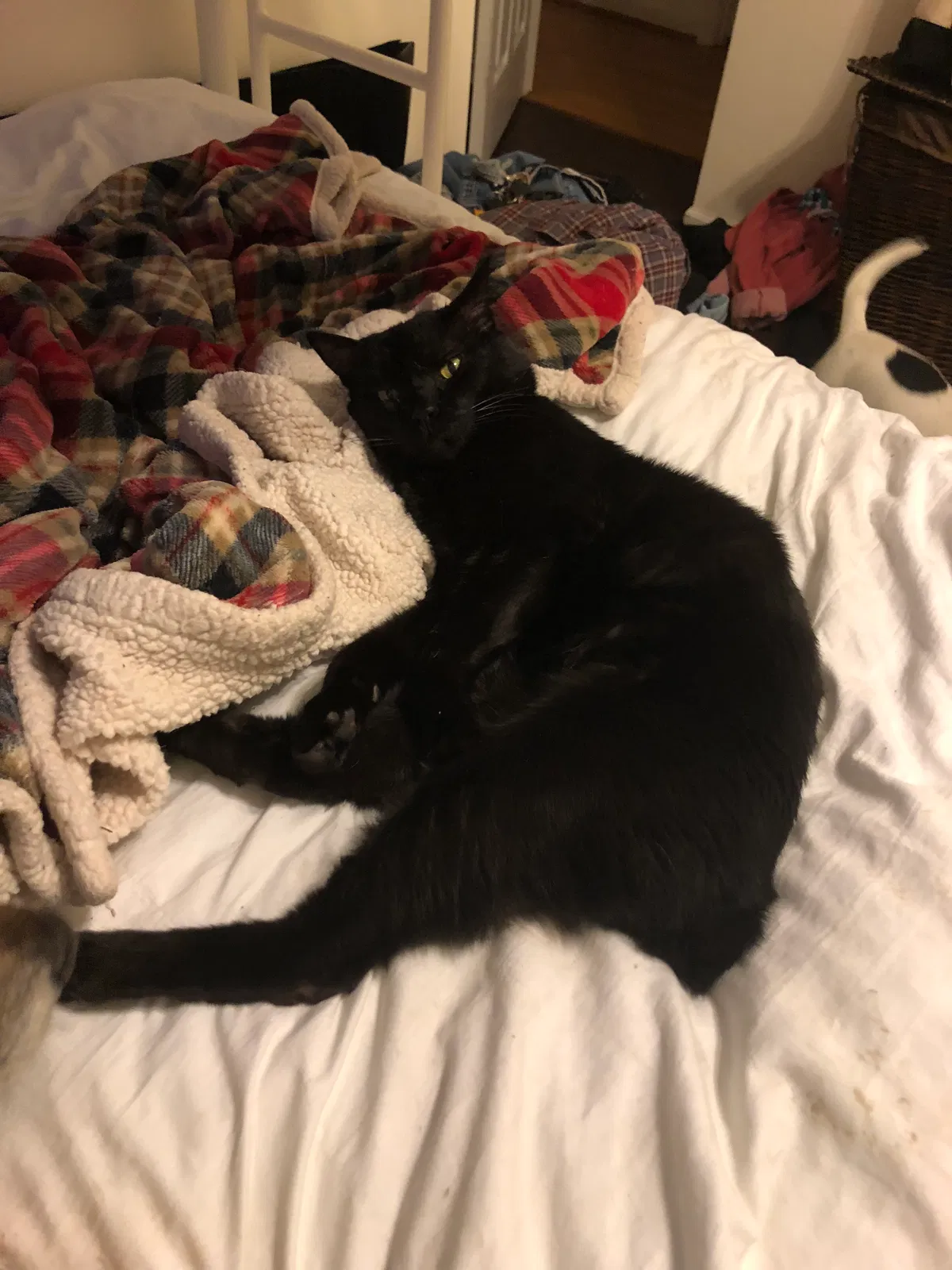 Lost cat in Signal Mountain, TN, 37377