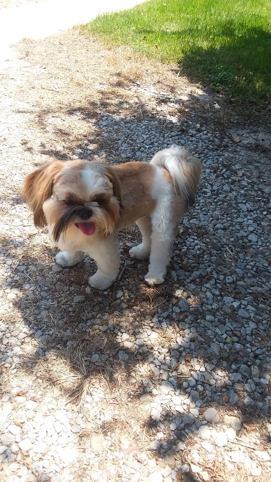 Lost dog in Hammond, LA, 70403
