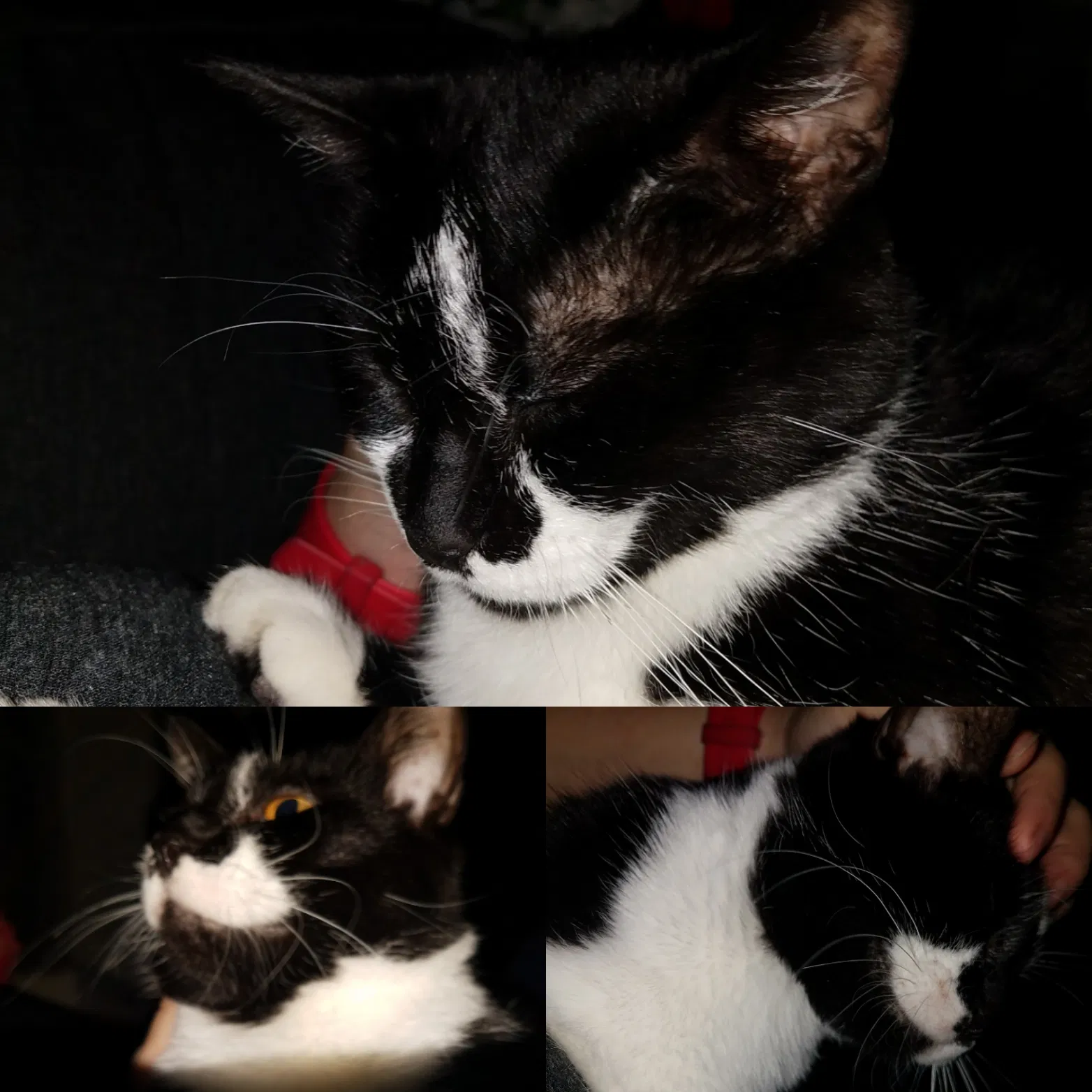 Lost cat in Kalamazoo, MI, 49004