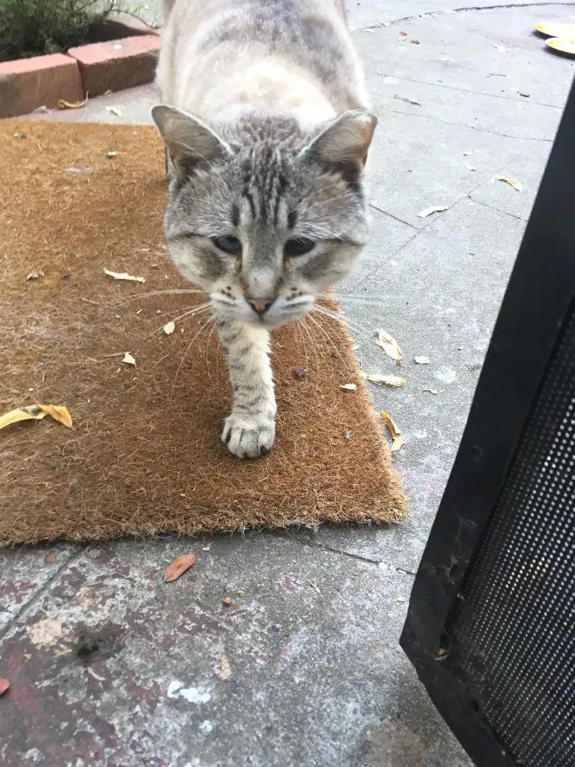 Lost cat in Oakland, CA, 94619