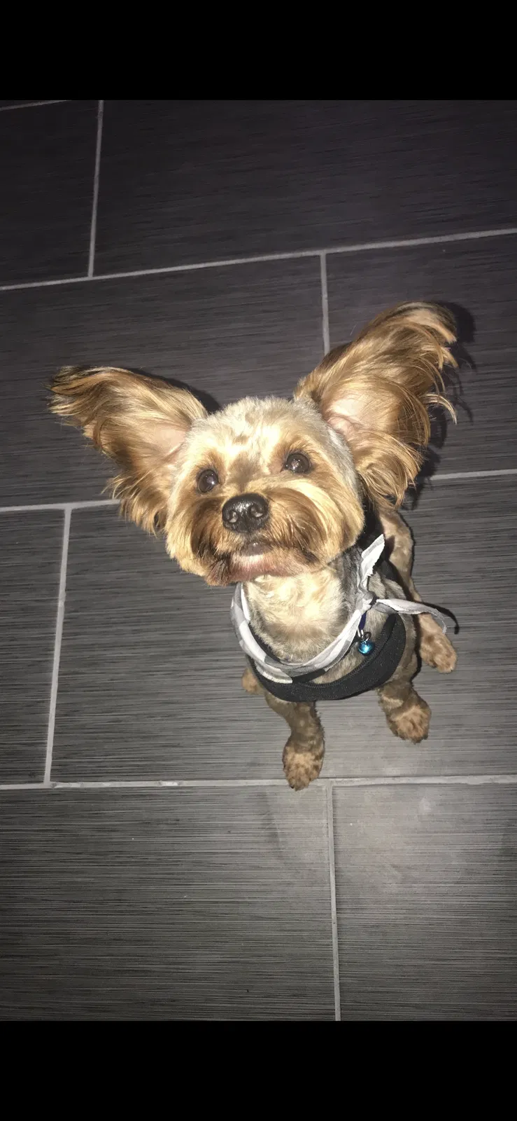 Lost dog in Chicago, IL, 60617