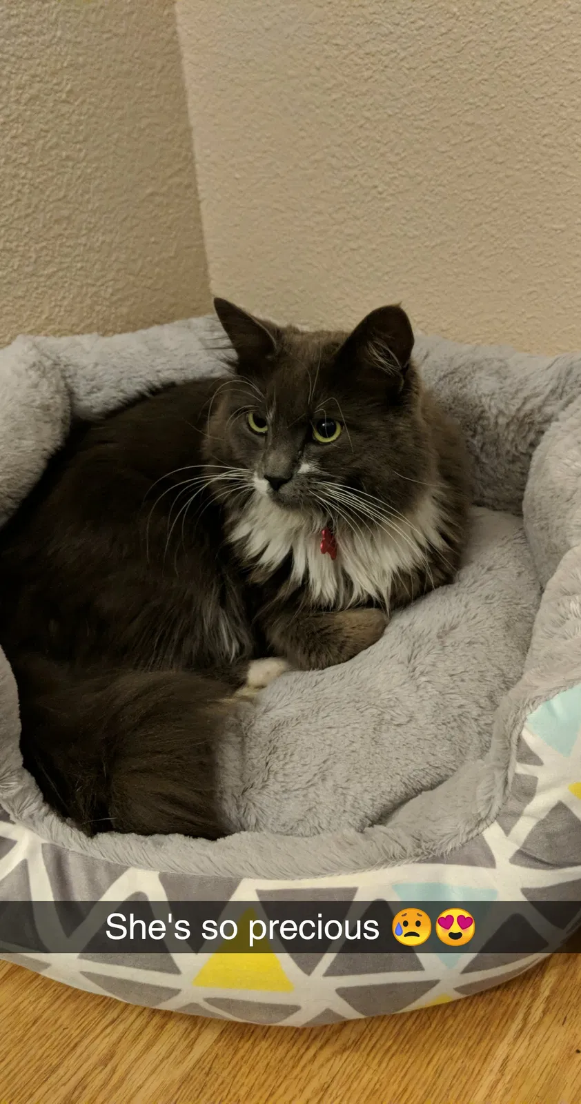 Lost cat in Monroe, WA, 98272