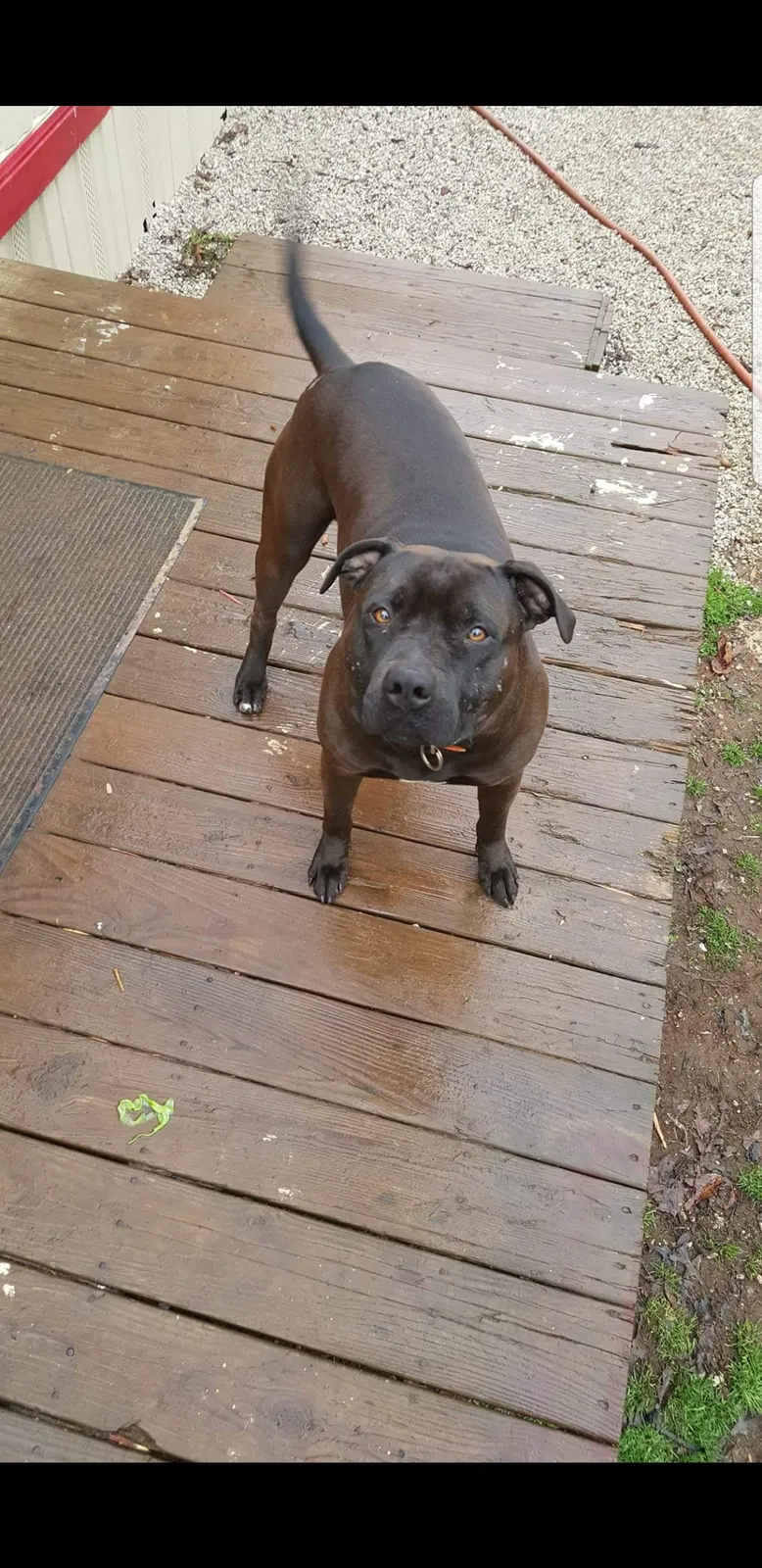 Lost dog in Munfordville, KY, 42765
