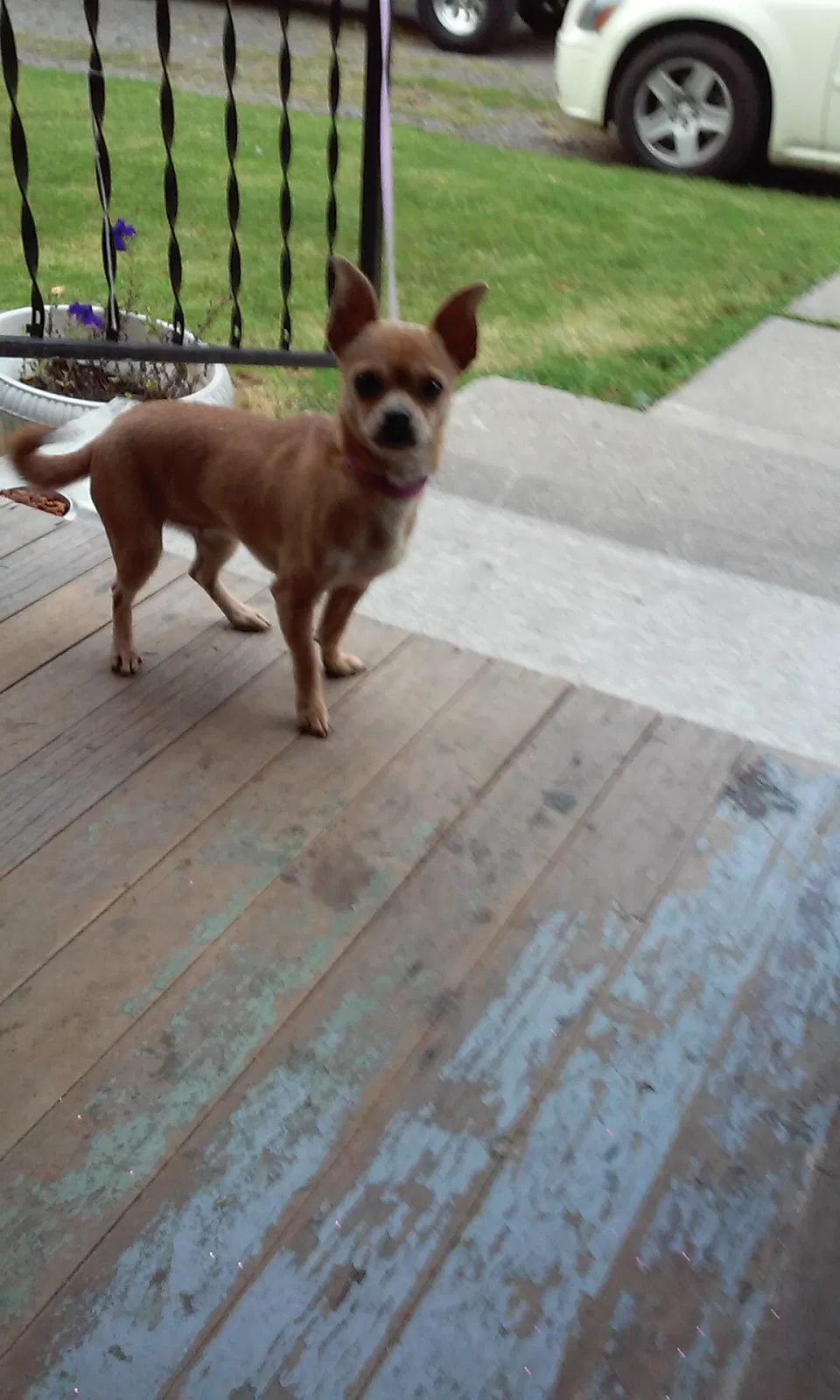 Lost dog in Mc Graw, NY, 13101