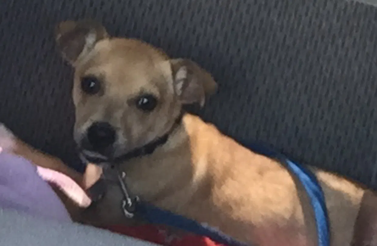 Lost dog in Rocky Mount, NC, 27804